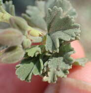 Imagem de Pelargonium exstipulatum (Cav.) L'Her.