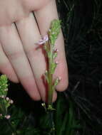 Image de Stylidium elongatum Benth.