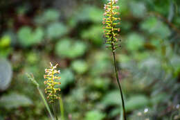 Image of Cranichis ciliata Kunth