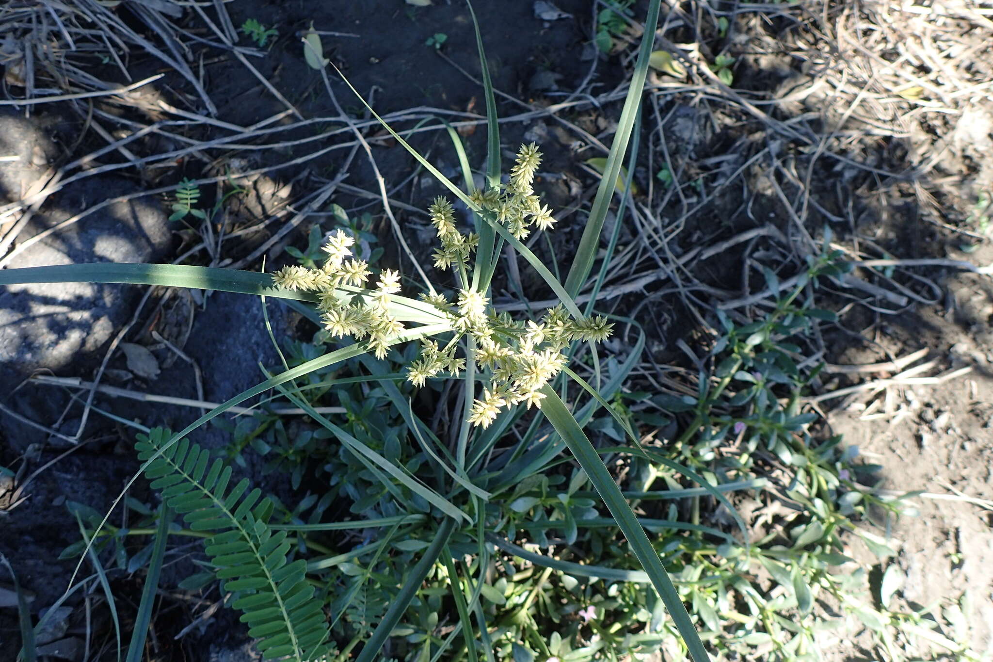 Слика од Cyperus javanicus Houtt.