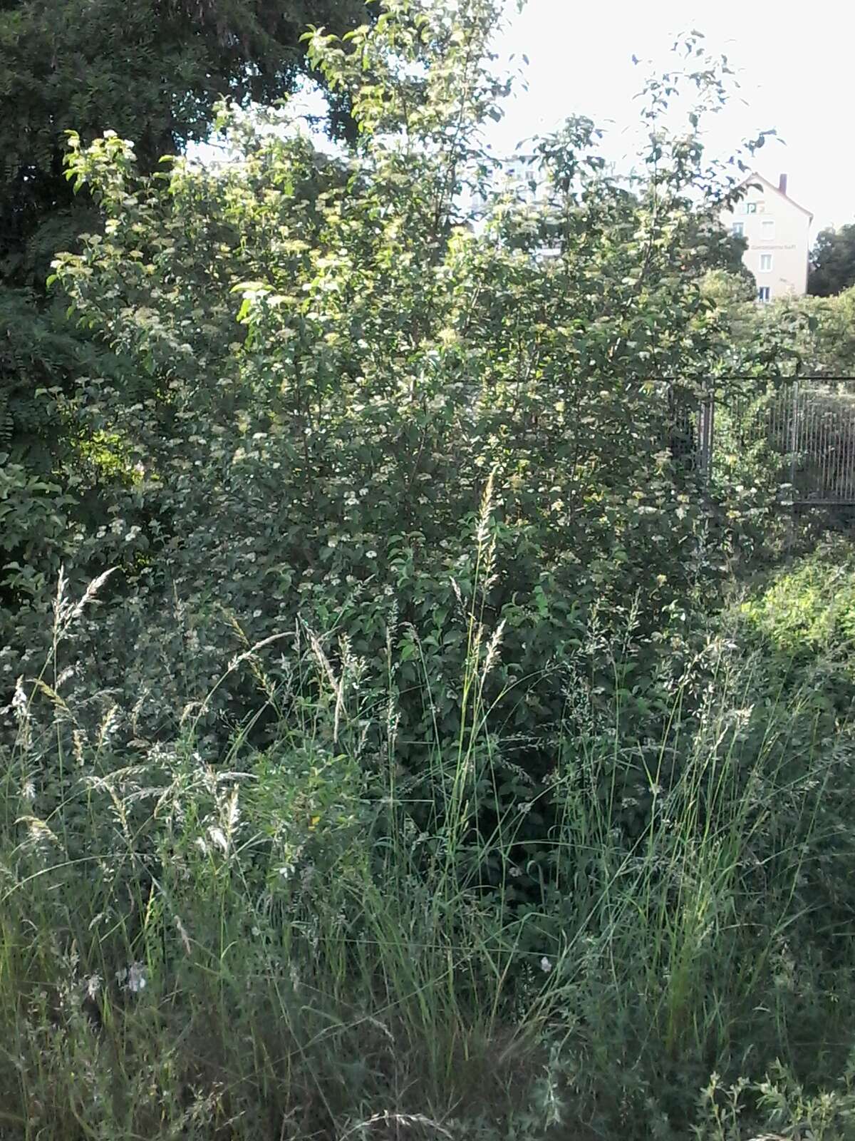 Imagem de Cornus sanguinea L.