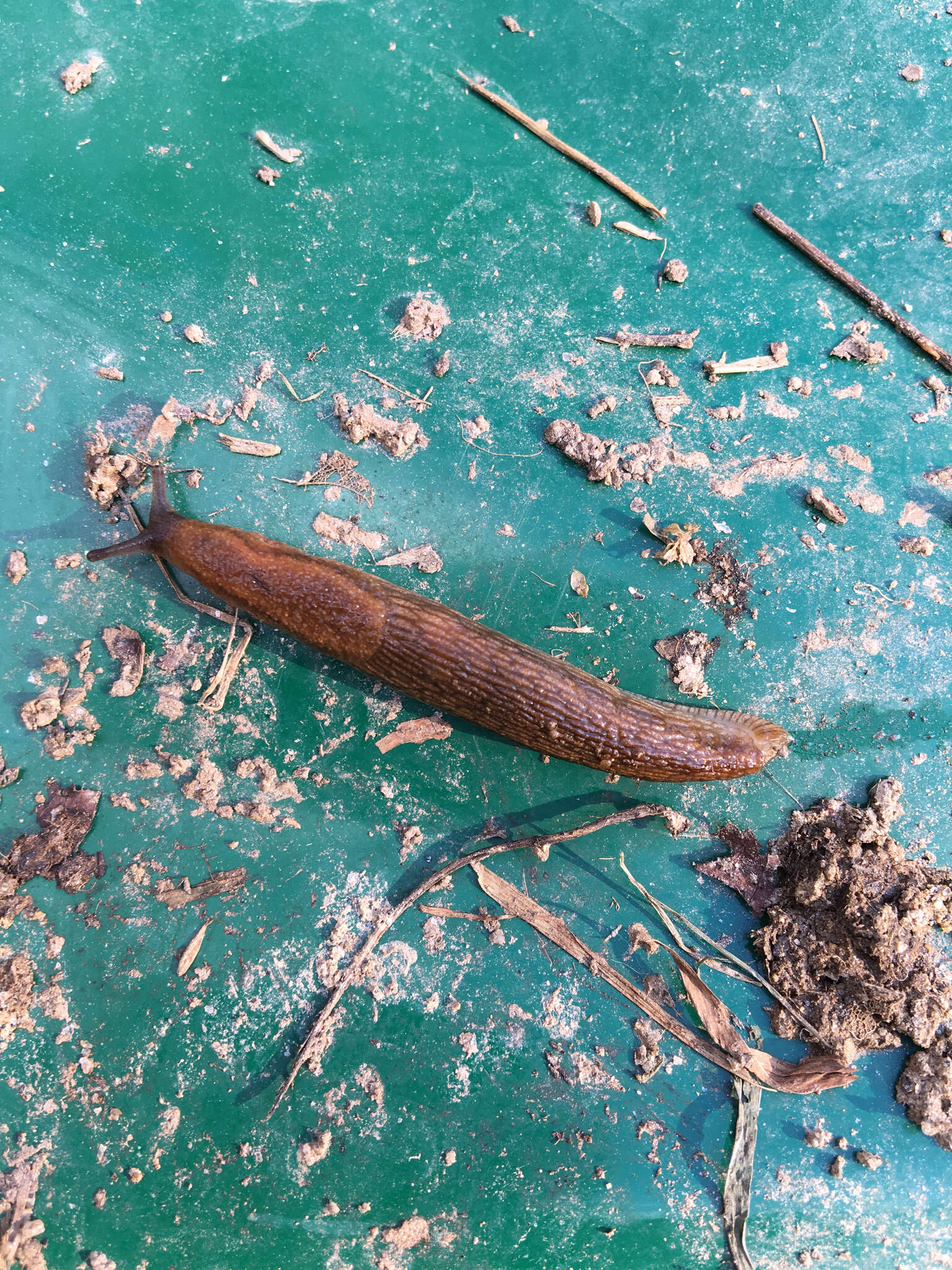 Image of Dusky Slug