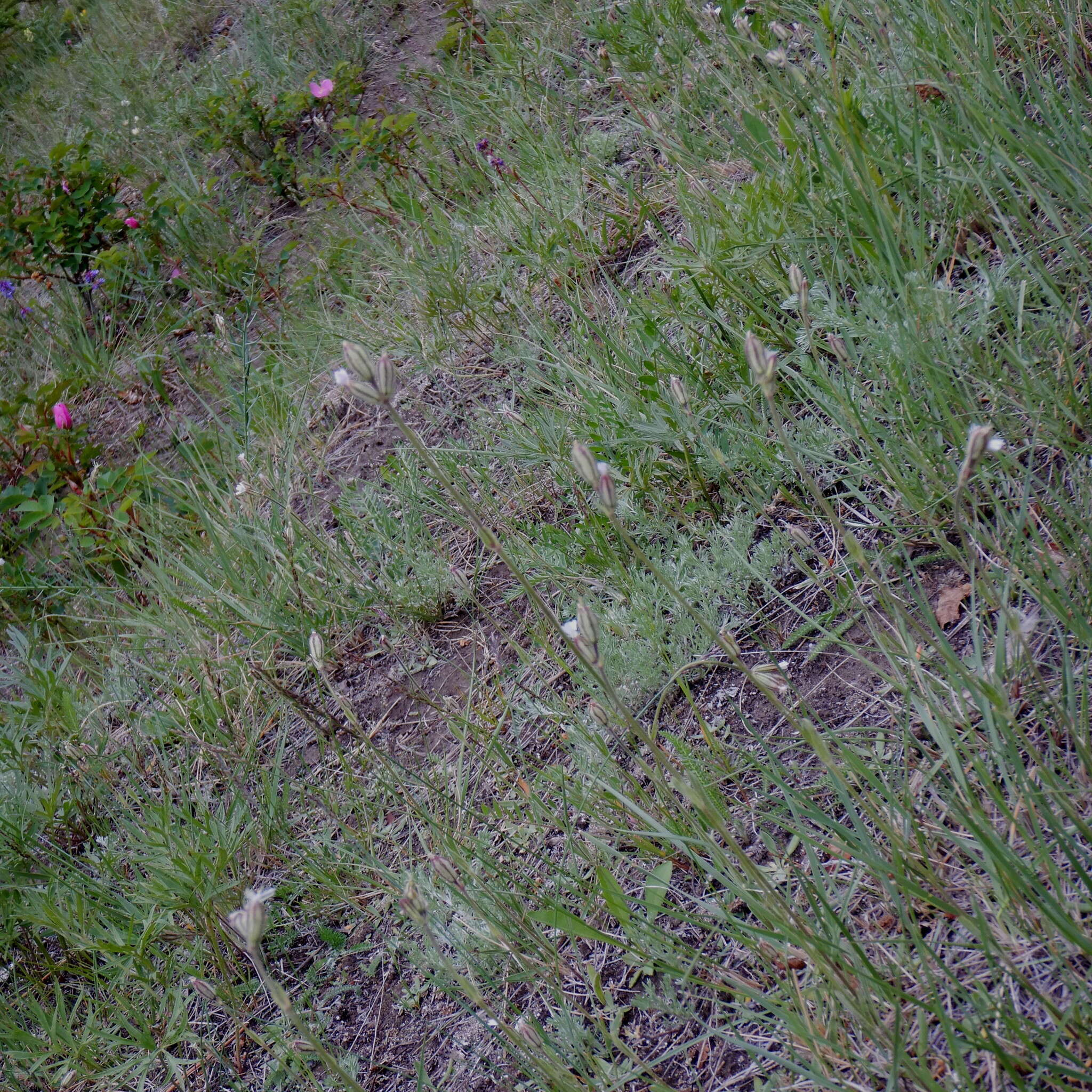 Image of Taimyr catchfly