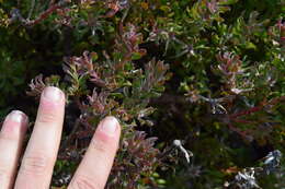 Image of Leucadendron radiatum Phillips & Hutchinson