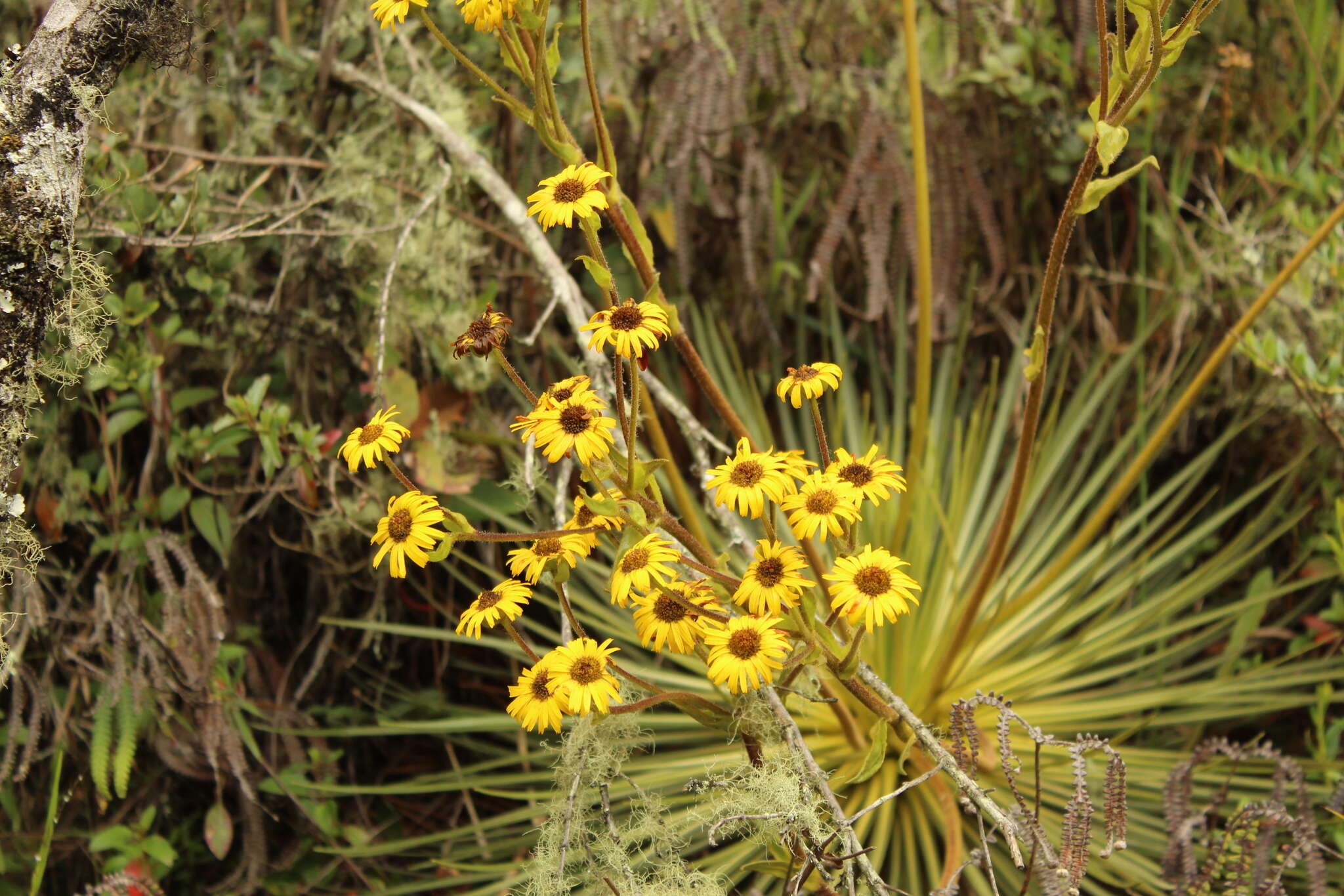 Image of Paramiflos glandulosus (Cuatrec.) Cuatrec.