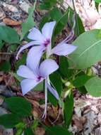 صورة Barleria phillyreifolia Baker