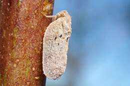 Image of Puerto rican planthopper