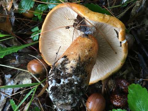 Imagem de Tricholoma aurantium (Schaeff.) Ricken 1914