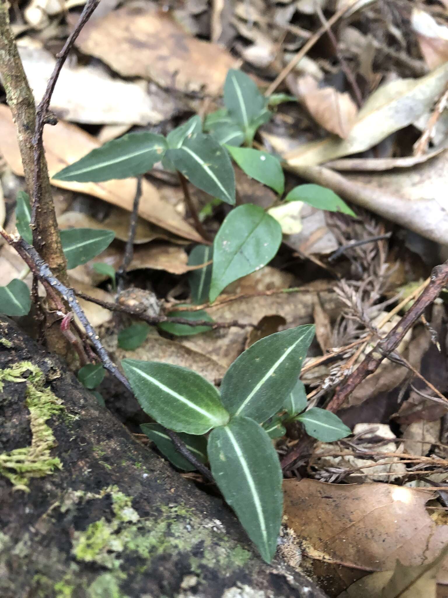 Слика од Goodyera similis Blume