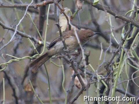 Image of Northern Brownbul