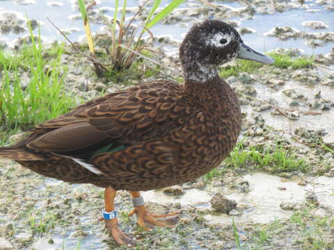 Image of Laysan Duck