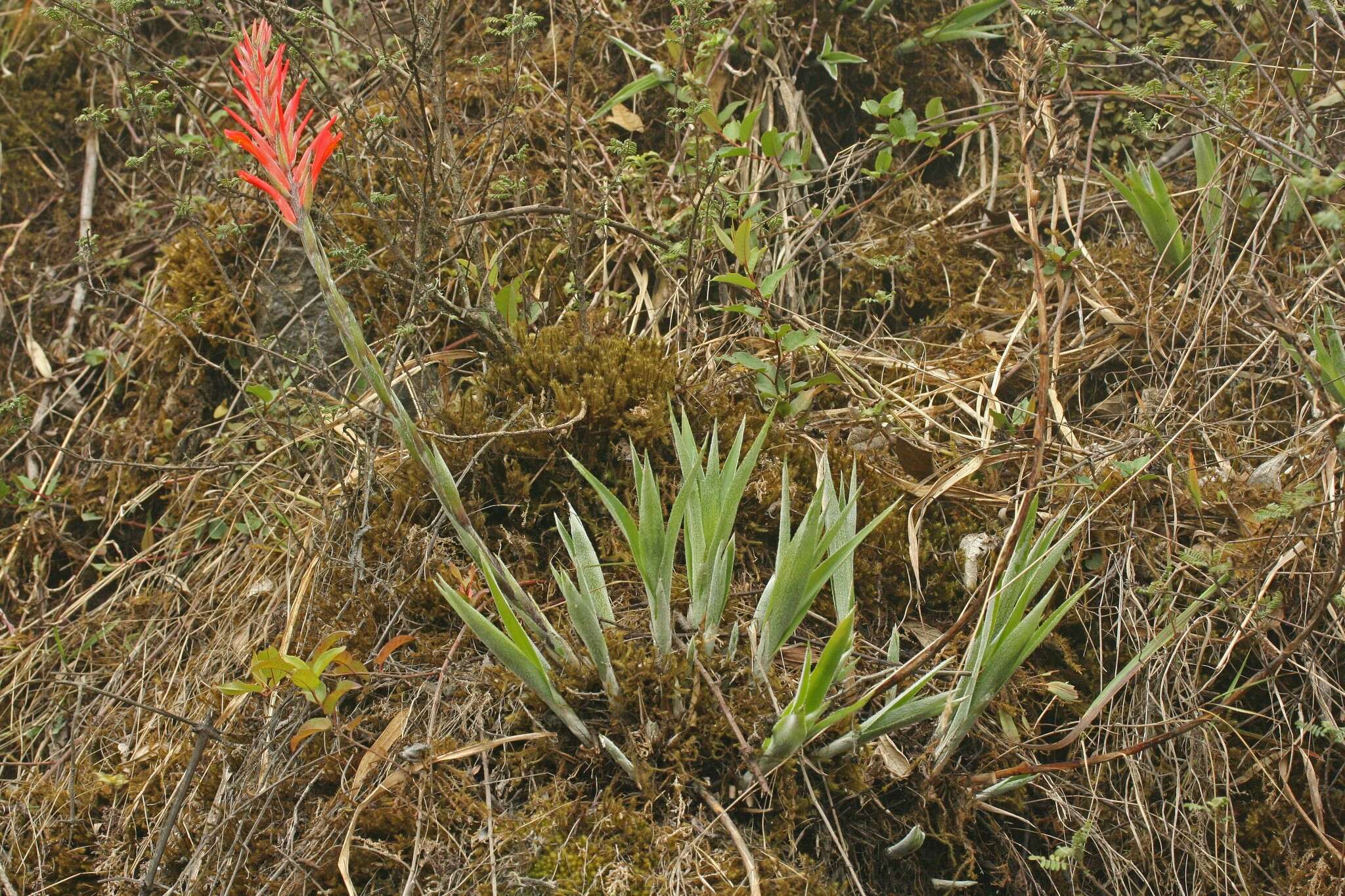 Image of Pitcairnia pungens Kunth