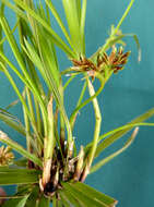 Image of Cyperus alternifolius L.