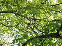 Image of Yellow-billed Cuckoo