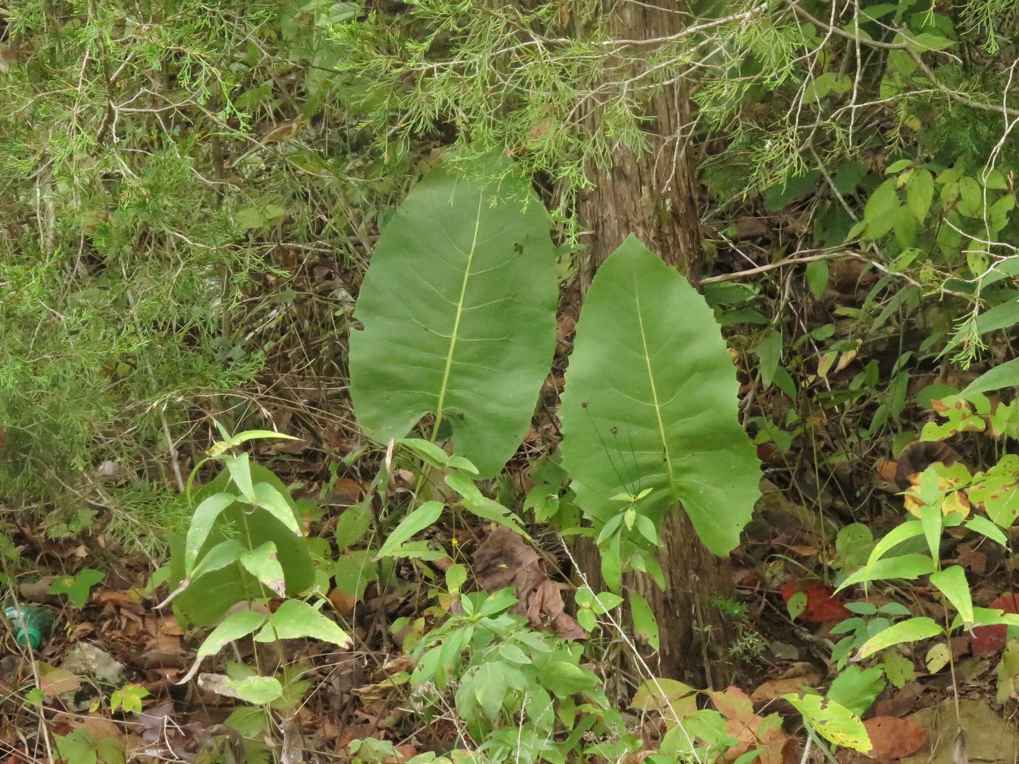 Image of <i>Silphium <i>terebinthinaceum</i></i> var. terebinthinaceum