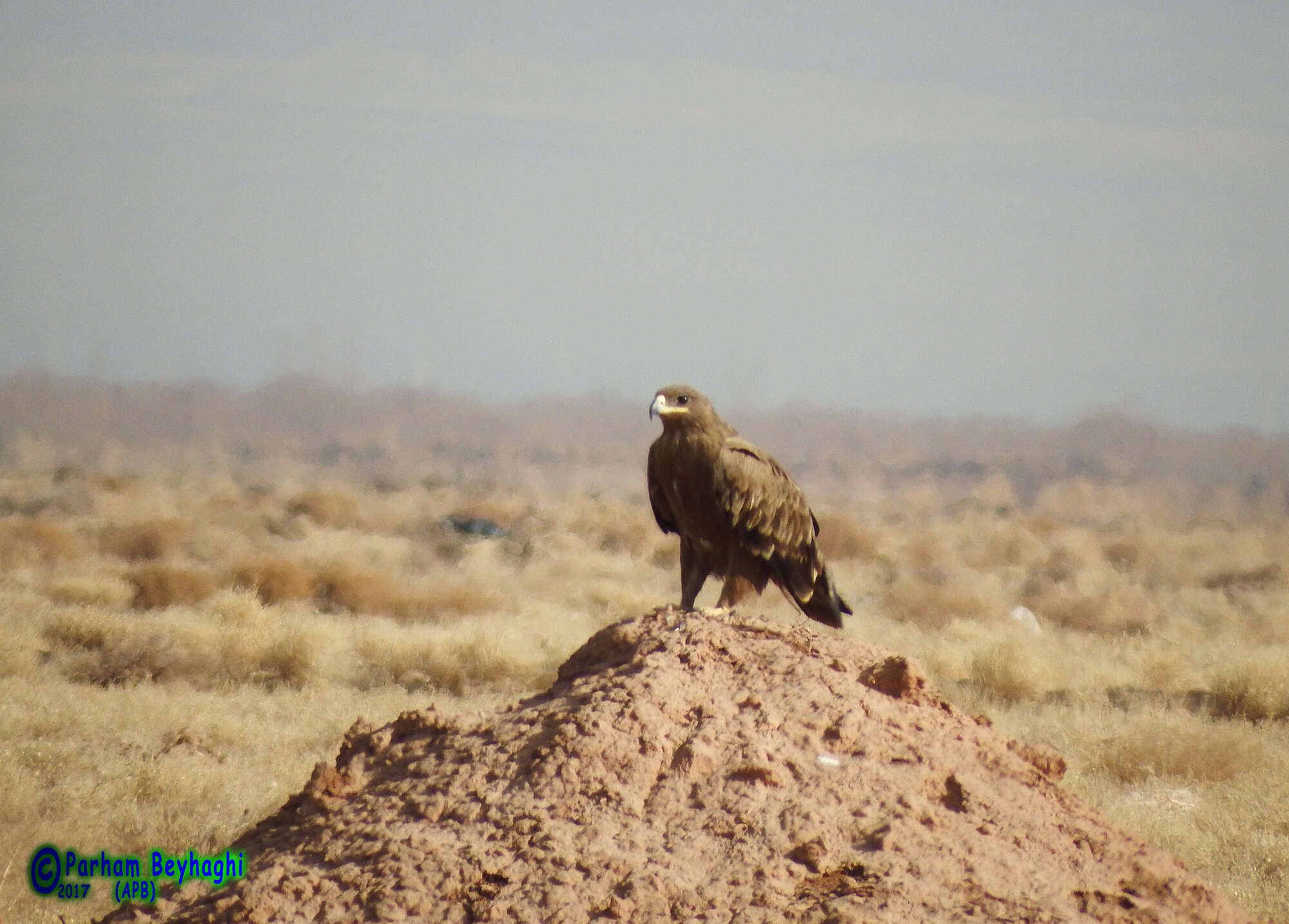 Image of Steppe Eagle