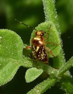 Image of Horciasoides