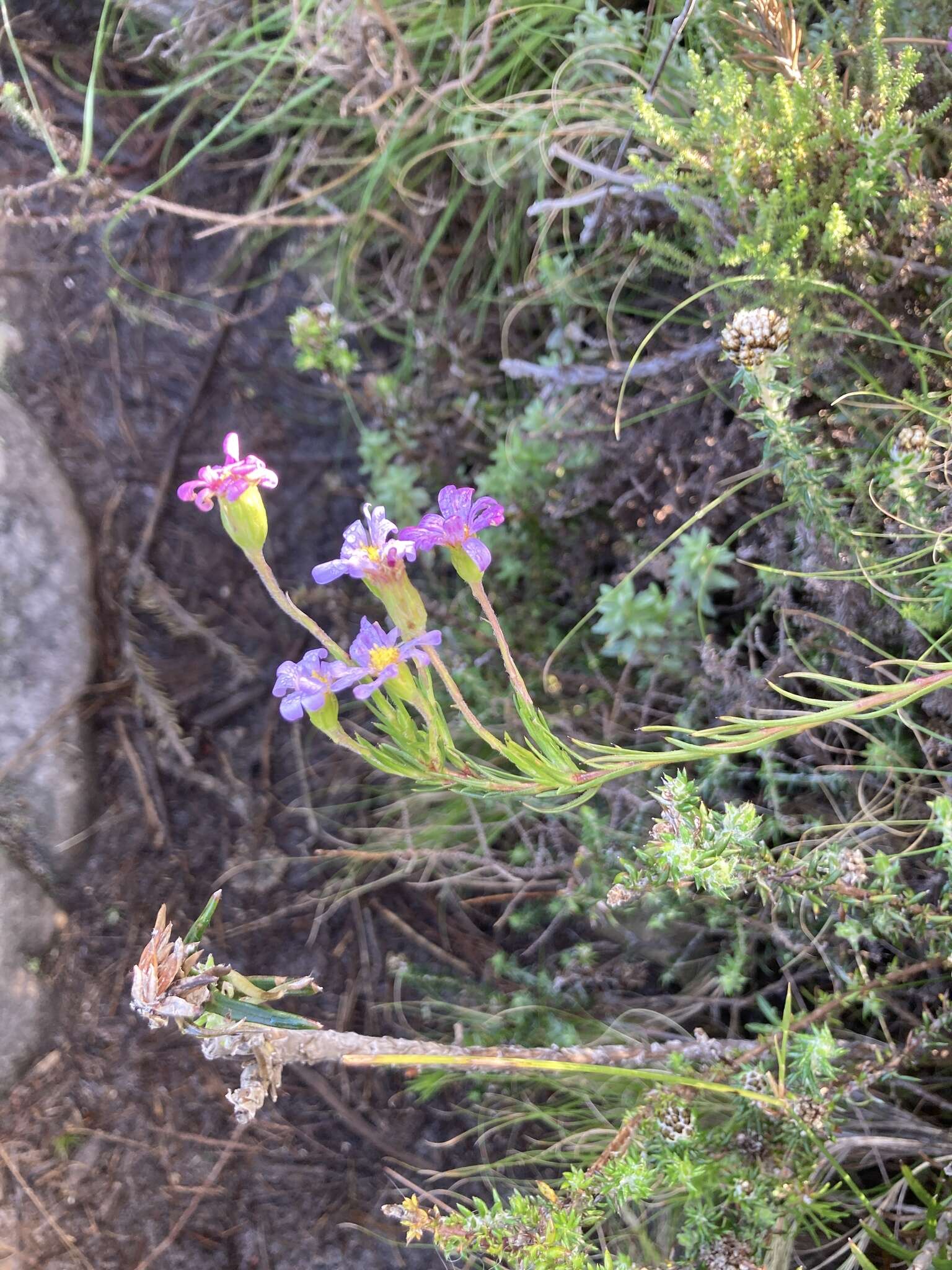 Image of Zyrphelis taxifolia Nees