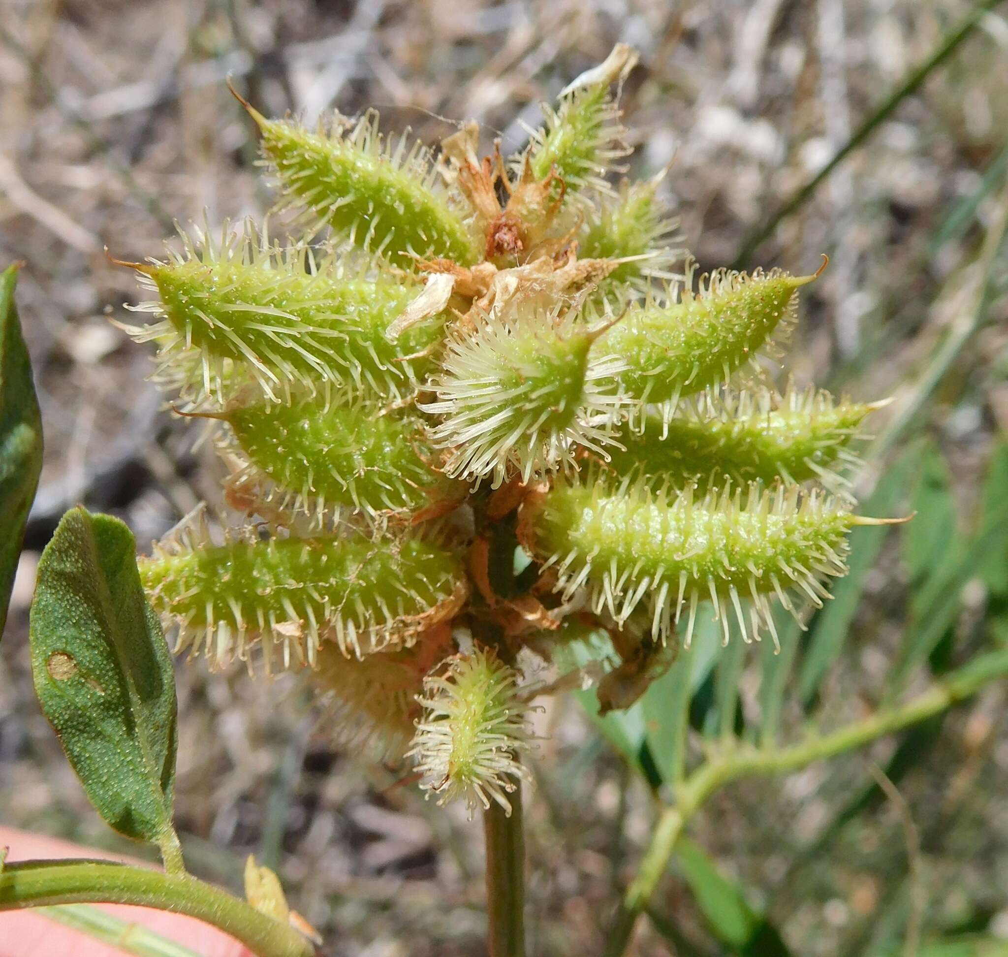 Image of American licorice