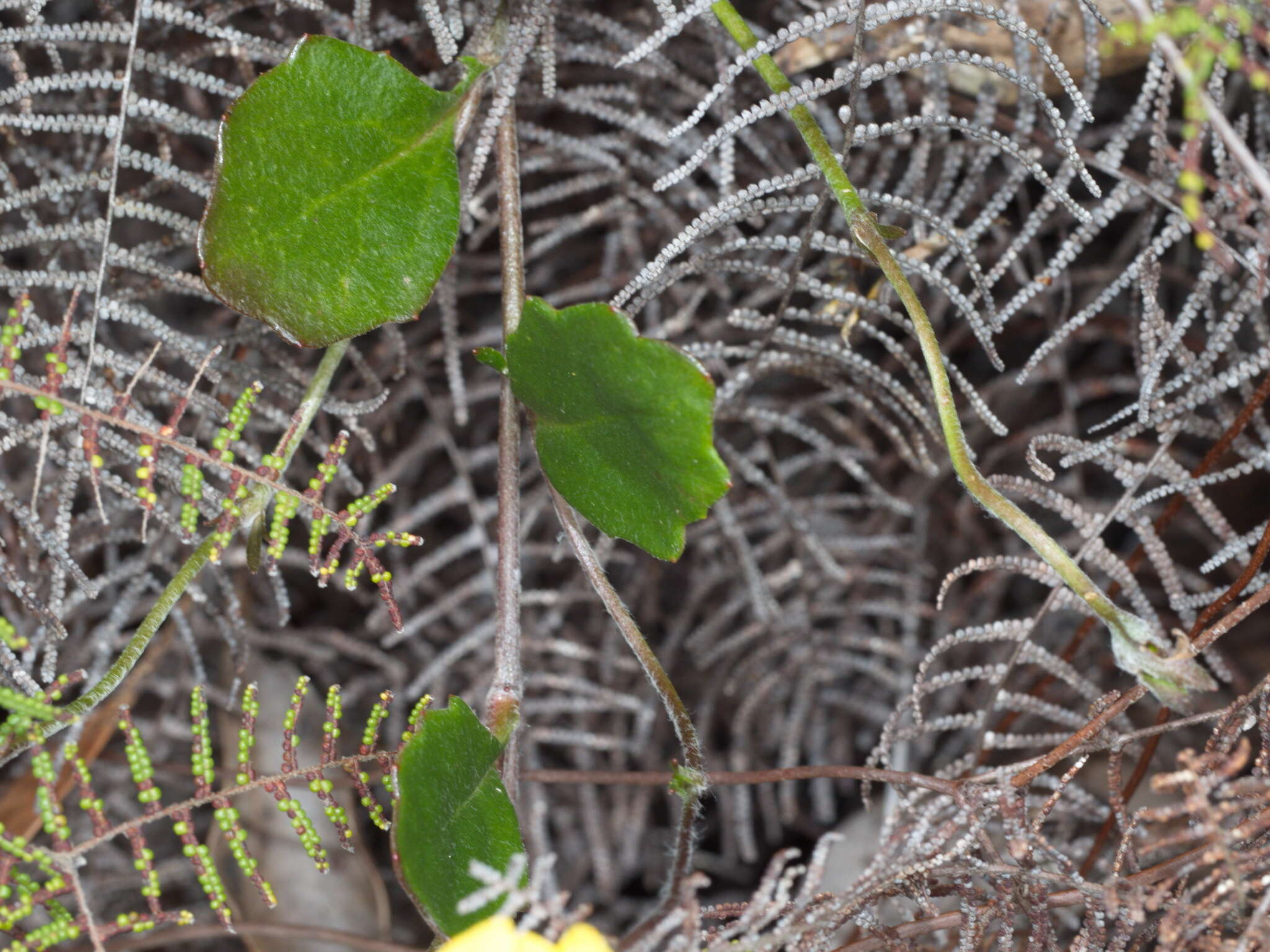 Image of Goodenia lanata R. Br.