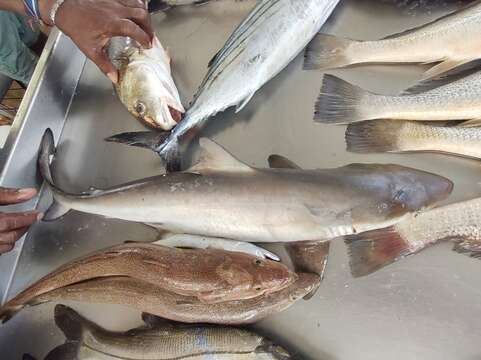 Image of Brazilian Sharpnose Shark