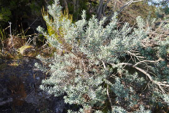 صورة Hubertia tomentosa Bory