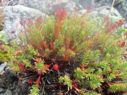 Слика од Rhodiola coccinea (Royle) A. Boriss.