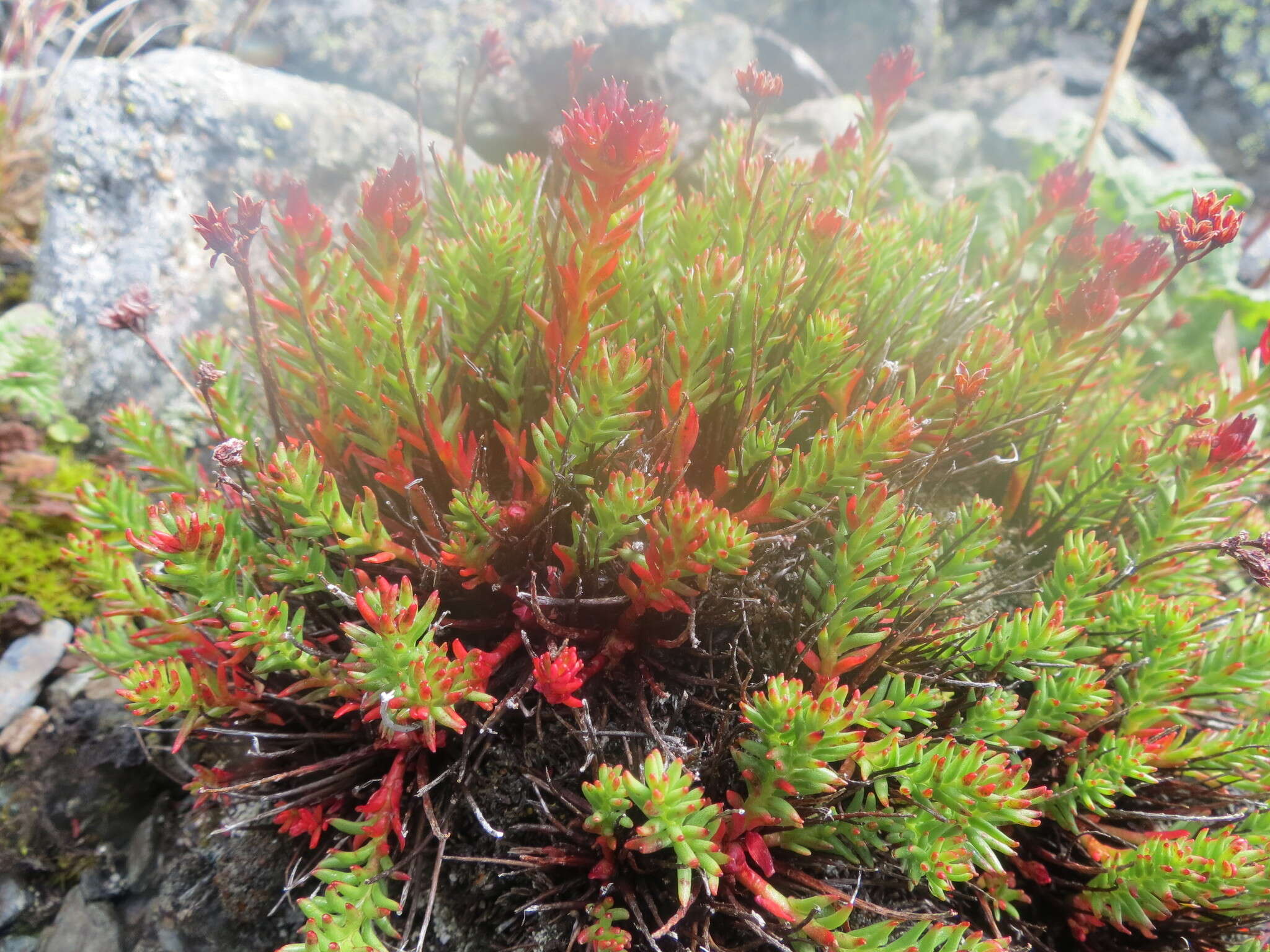 Image of Rhodiola coccinea (Royle) A. Boriss.