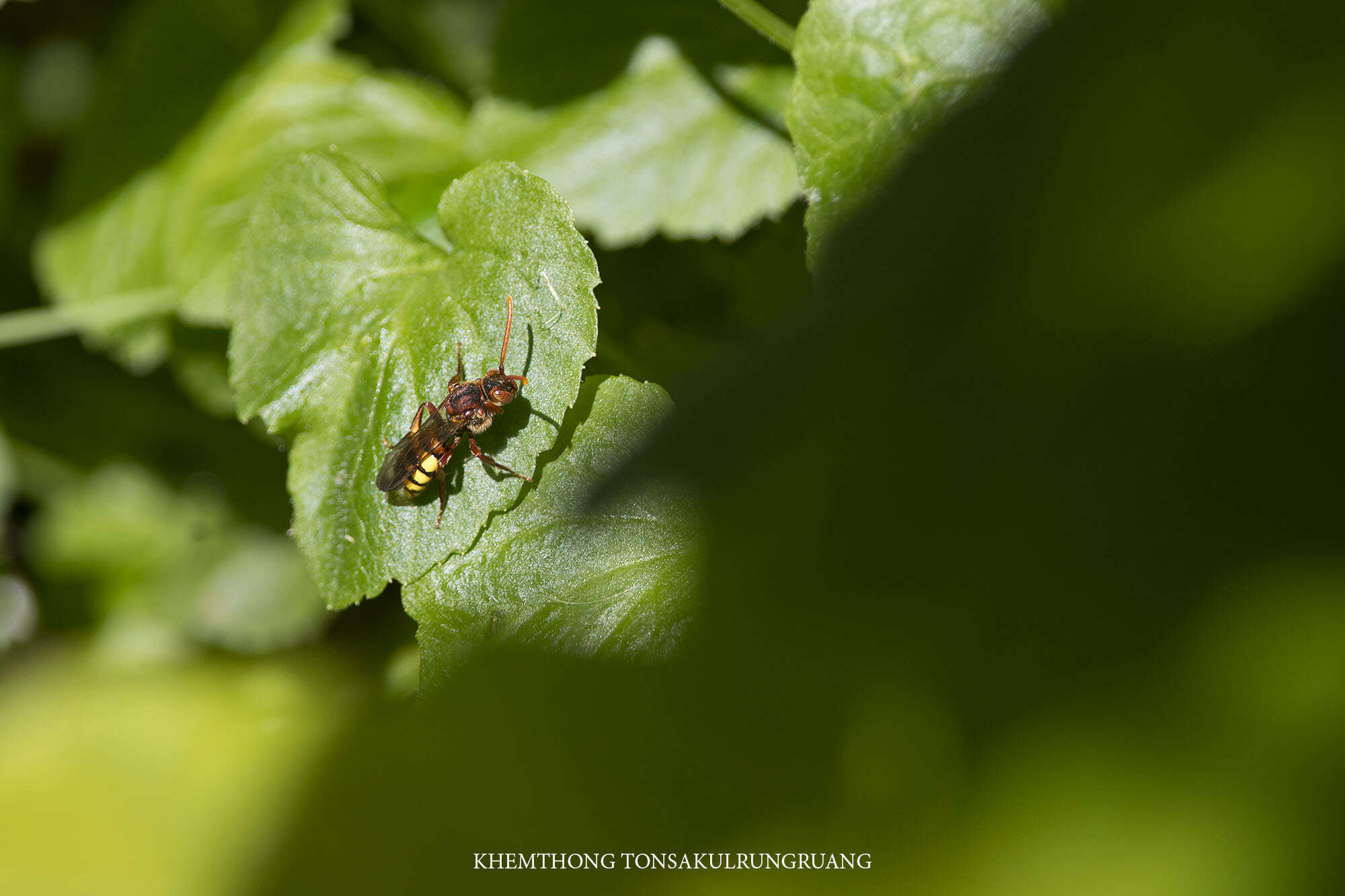 Image of Nomada flava Panzer 1798