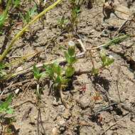 Image de Gratiola ebracteata Benth. ex A. DC.