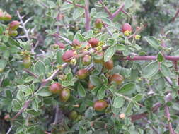 Image of Correll's snakewood