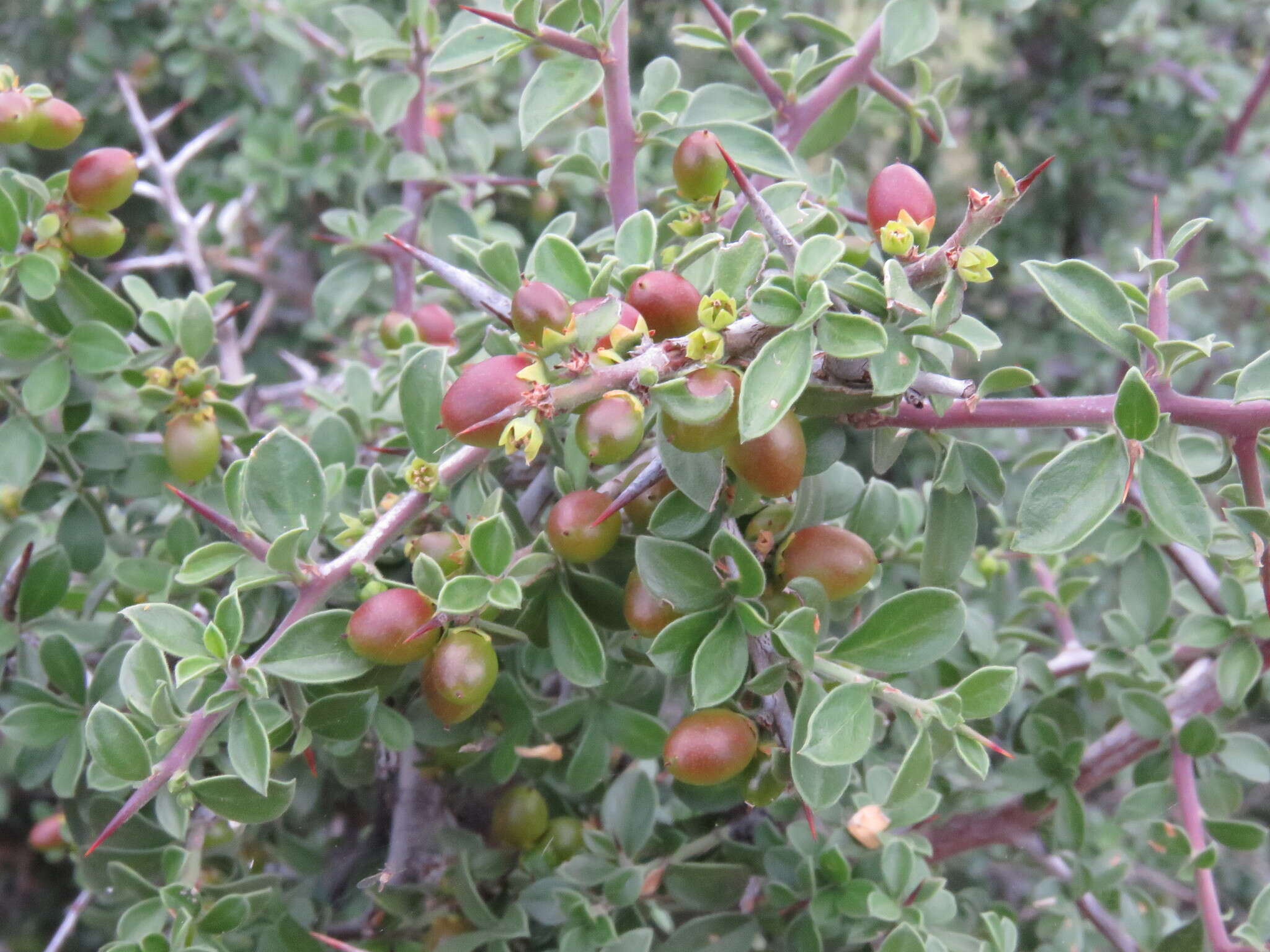 Image of Correll's snakewood