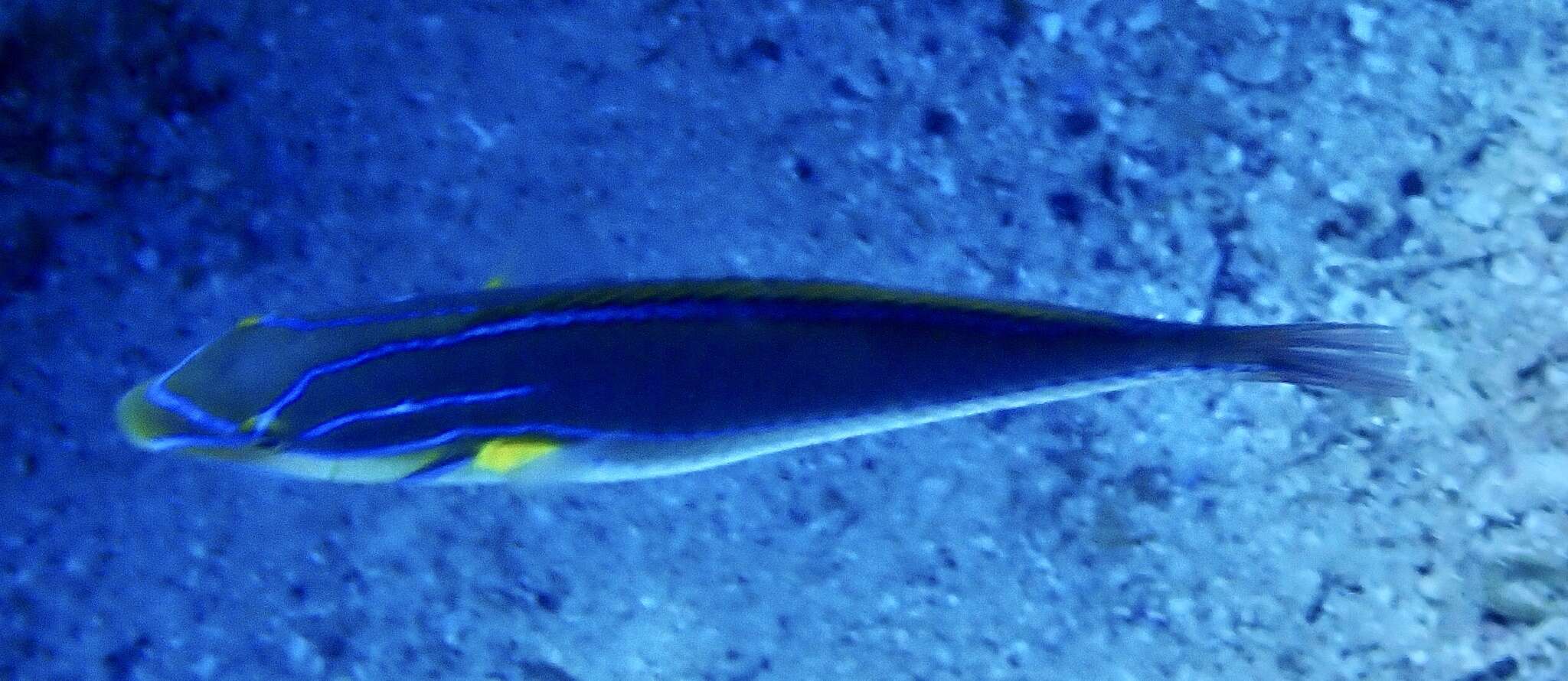 Image of Blue-lined wrasse