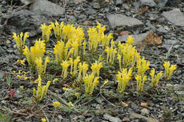 Image of Scutellaria orientalis subsp. pinnatifida J. R. Edm.