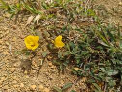 Image of Chamaecrista garambiensis (Hosok.) H. Ohashi, Tateishi & T. Nemoto