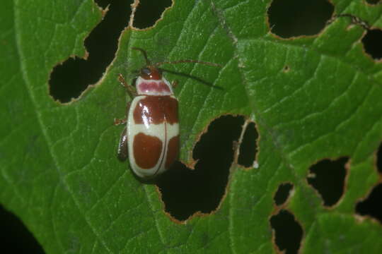 Image of <i>Asphaera discicollis</i> Jacoby 1905