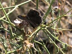 Image of Golden-headed Scallopwing