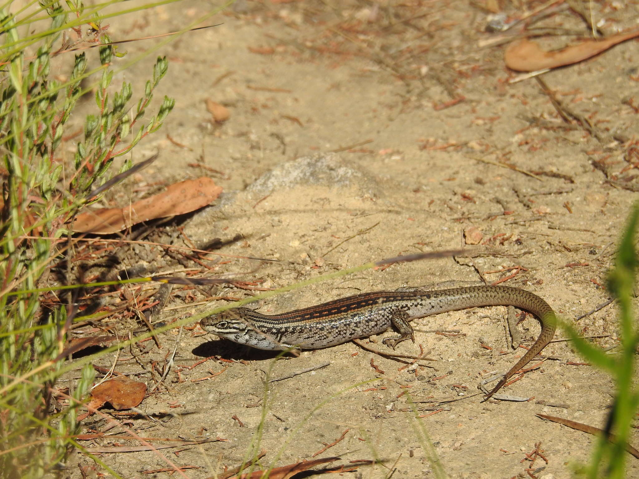 Image of White's Rock-skink