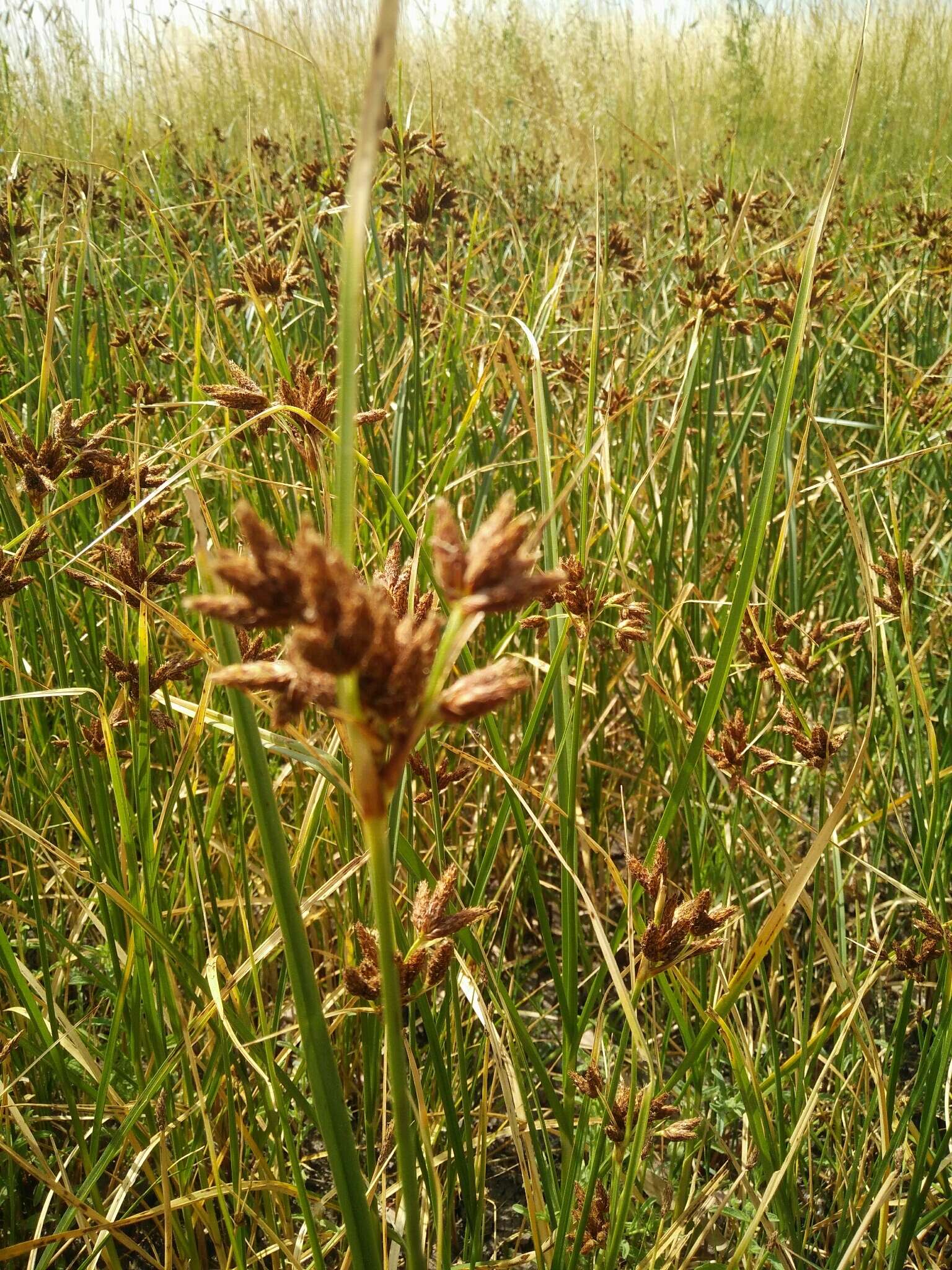 Imagem de Bolboschoenus maritimus (L.) Palla