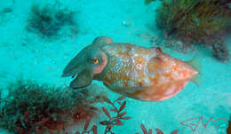 Image of Ken's cuttlefish