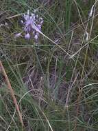 Image of Allium carinatum subsp. pulchellum (G. Don) Bonnier & Layens