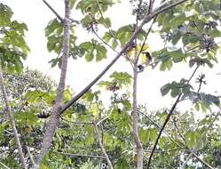 Image of Fiery-billed Aracari