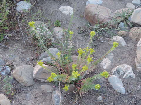 Image of Euphorbia barrelieri Savi