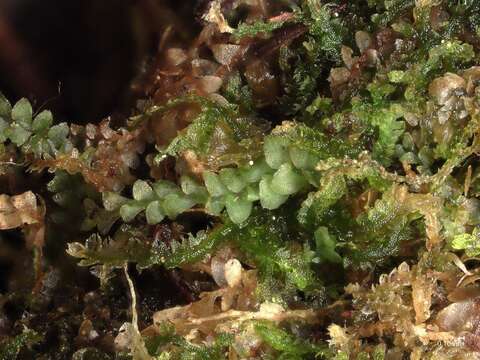 Image of Fuscocephaloziopsis connivens (Dicks.) Vána & L. Söderstr.