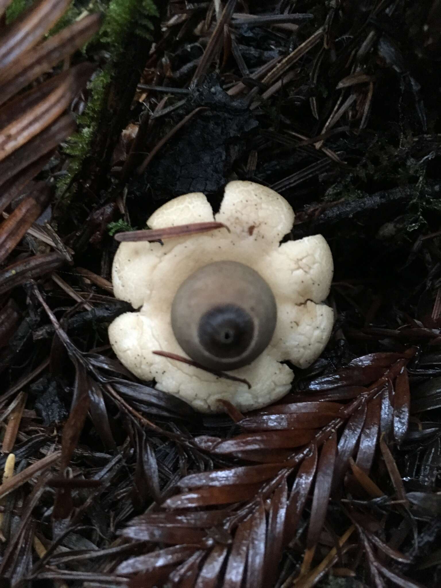 Image of Sessile Earthstar