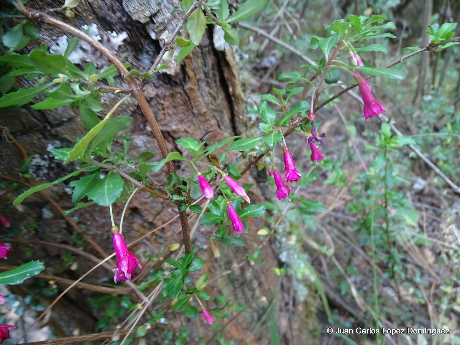 Image of Fuchsia microphylla Kunth