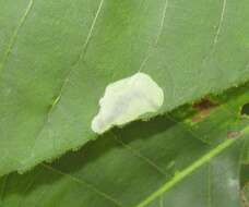 Image of Pecan Leafminer