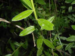 Imagem de Genista tinctoria L.