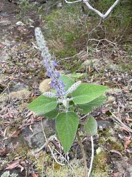 Image of <i>Coleus graveolens</i>