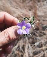 Imagem de Barleria delamerei S. Moore